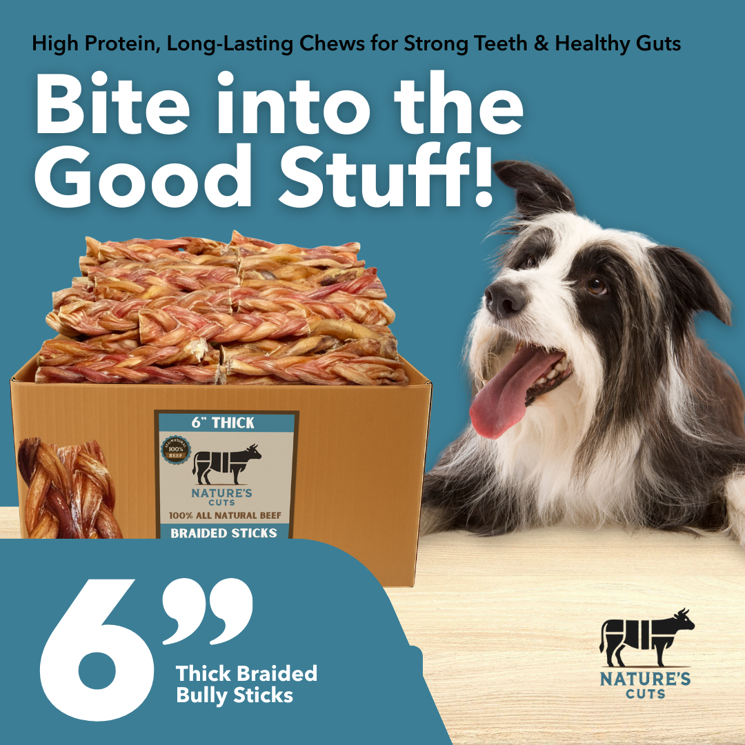 6" dicke geflochtene Bully Sticks