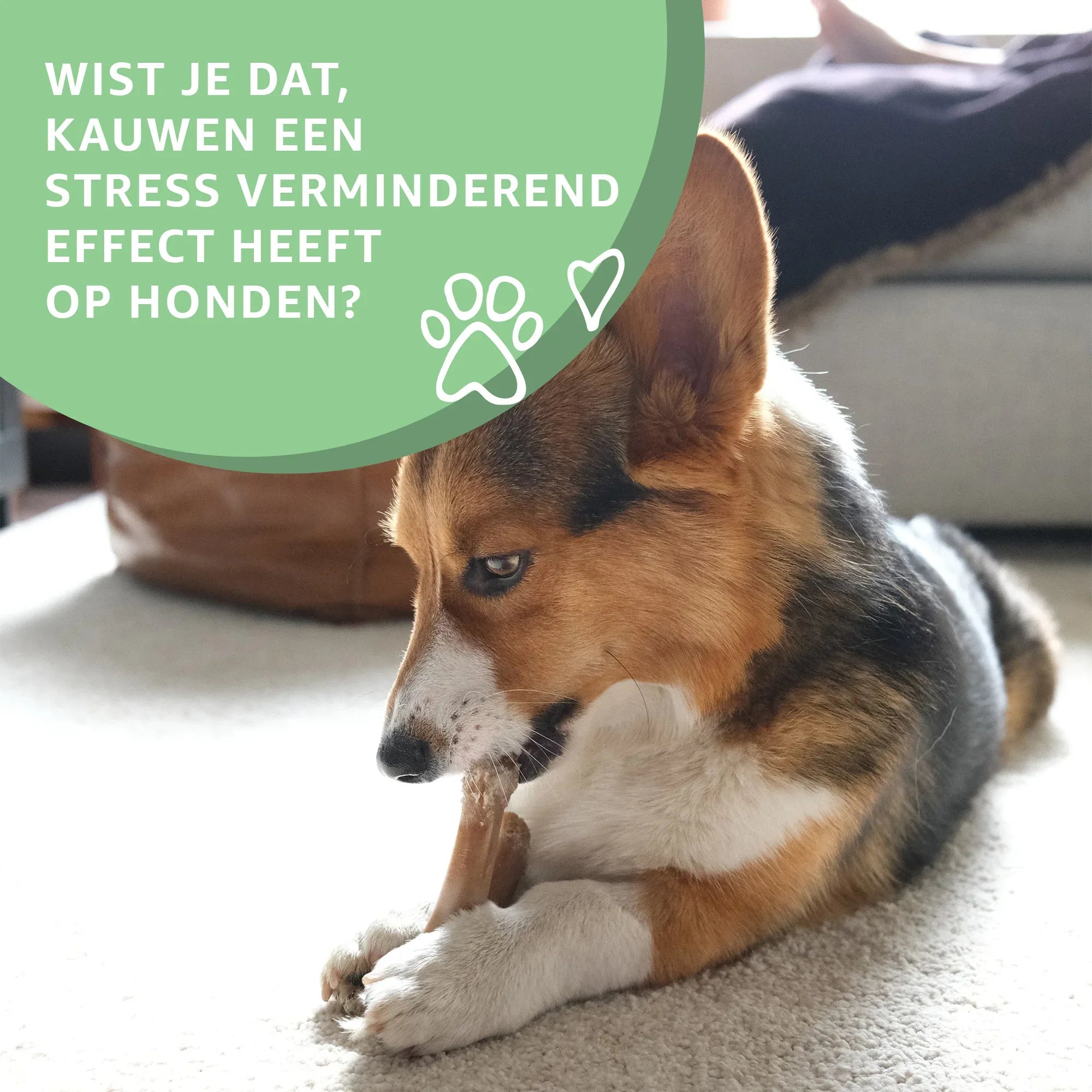 Buffelhuid