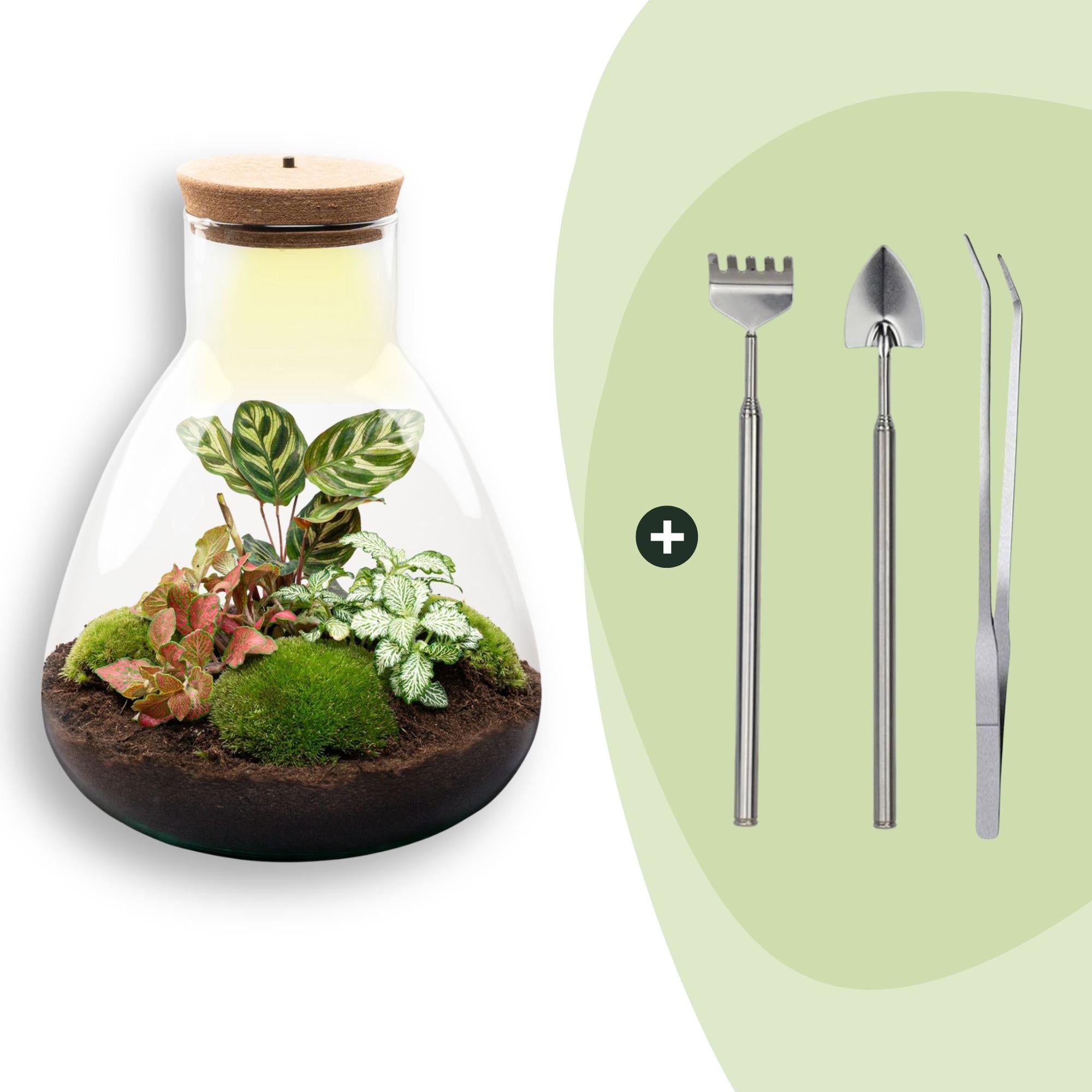 Flaschengarten Sam Calathea mit LED – DIY Bausatz Terrarium – ↕30cm – Do It Yourself Pflanzen – Set – Autarkes Mini – Ökosystem-6