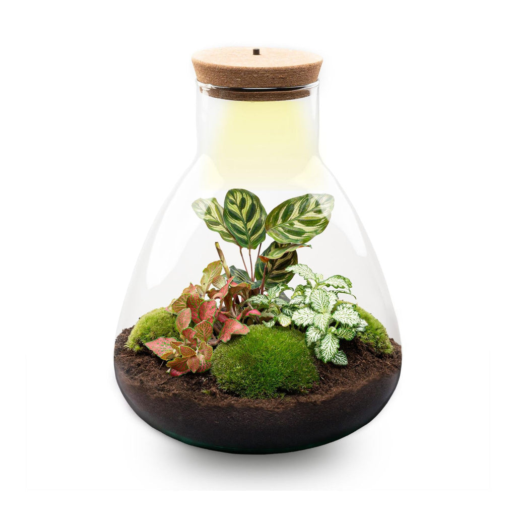 Flaschengarten Sam Calathea mit LED – DIY Bausatz Terrarium – ↕30cm – Do It Yourself Pflanzen – Set – Autarkes Mini – Ökosystem-0