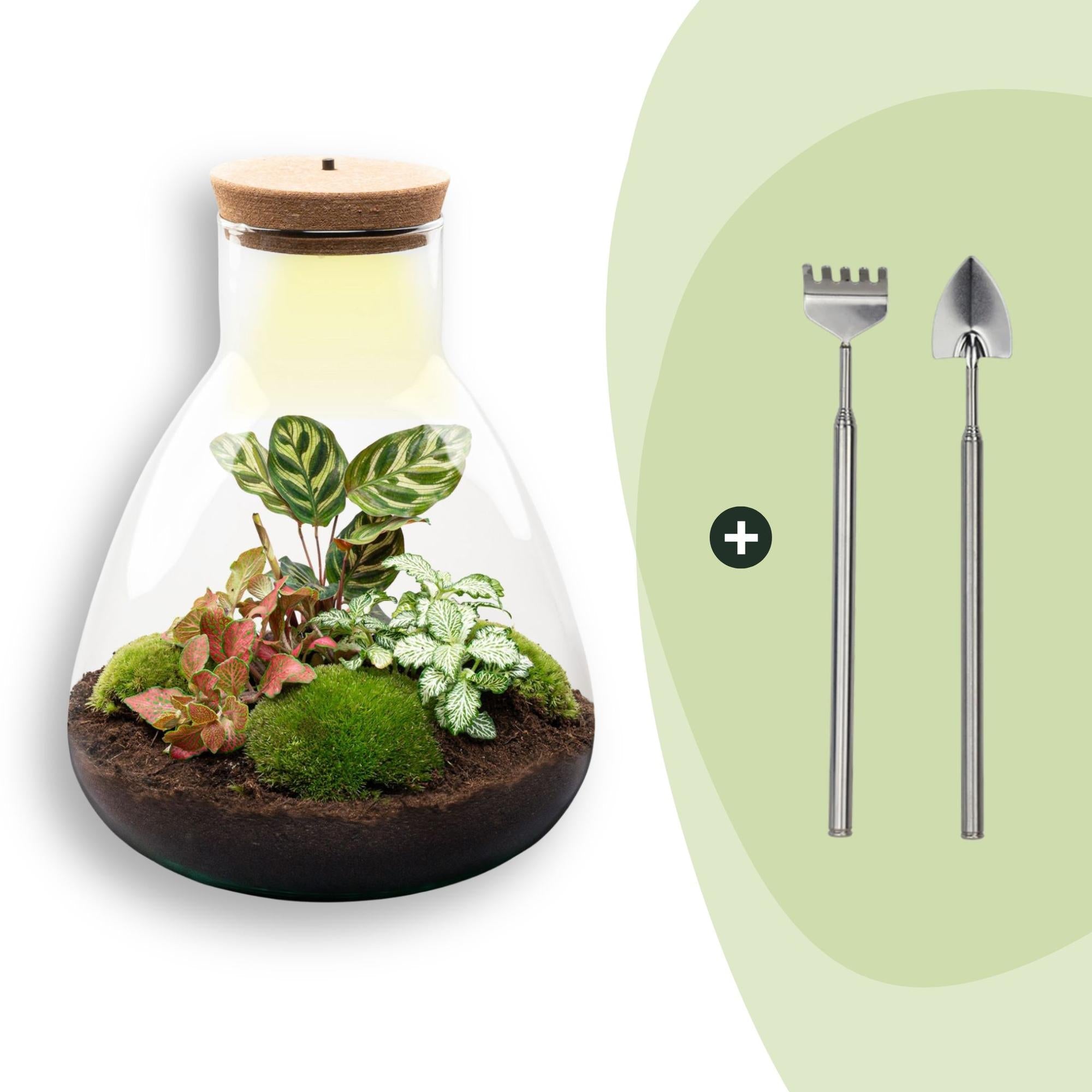 Flaschengarten Sam Calathea mit LED – DIY Bausatz Terrarium – ↕30cm – Do It Yourself Pflanzen – Set – Autarkes Mini – Ökosystem-5