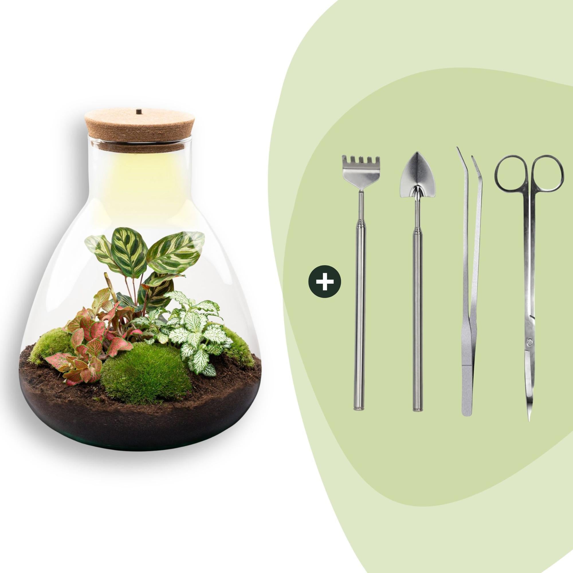 Flaschengarten Sam Calathea mit LED – DIY Bausatz Terrarium – ↕30cm – Do It Yourself Pflanzen – Set – Autarkes Mini – Ökosystem-7