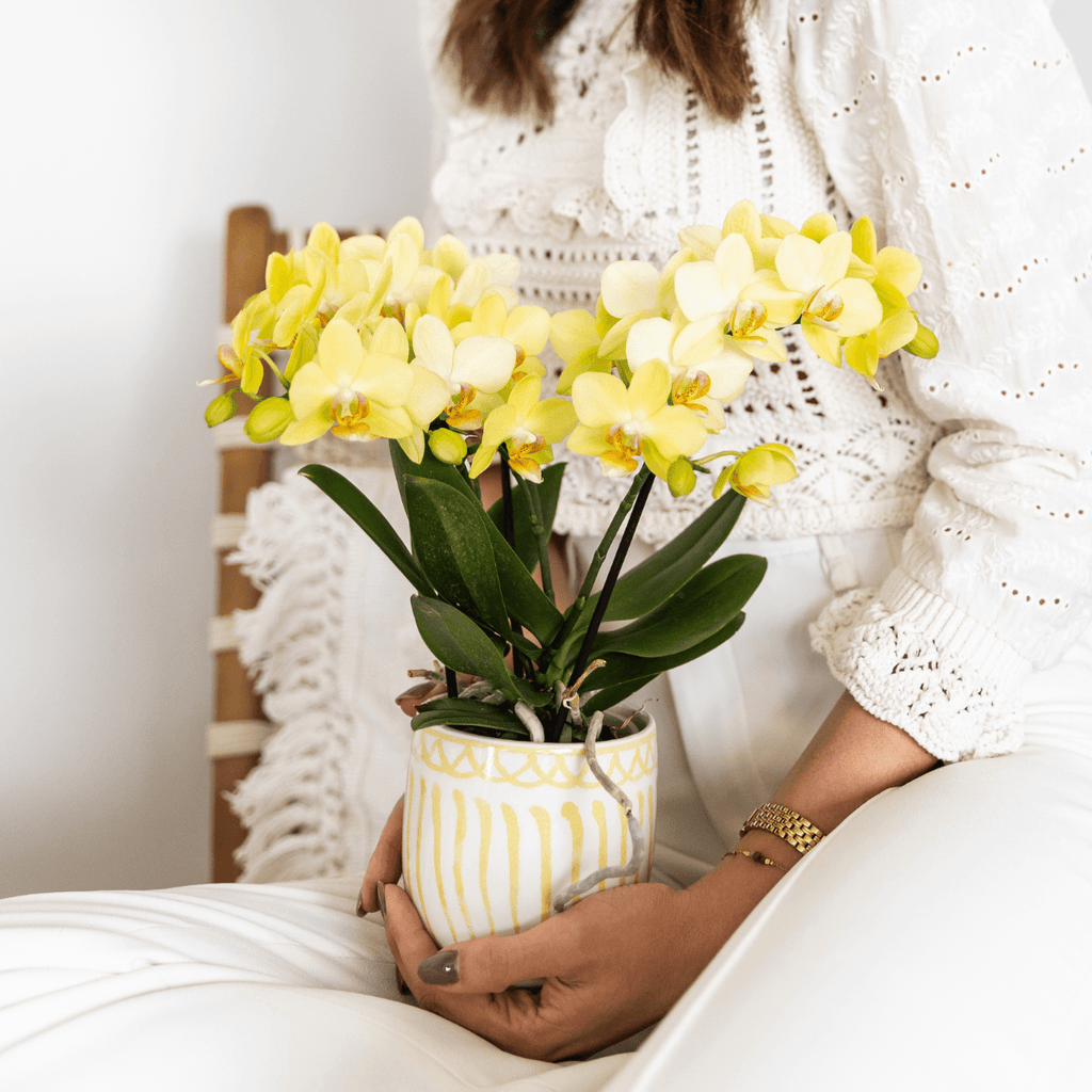 Gelbe Phalaenopsis Orchidee 'Albenga' – Ø9cm – Zimmerpflanze mit 2-3 Blütenstielen – Lange Blütezeit – Pflegeleicht – Direkt vom Züchter-4