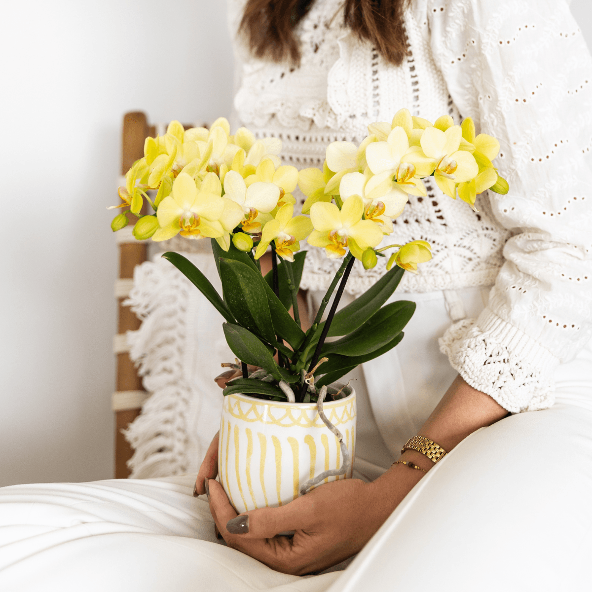 Gelbe Phalaenopsis Orchidee 'Albenga' – Ø9cm – Zimmerpflanze mit 2-3 Blütenstielen – Lange Blütezeit – Pflegeleicht – Direkt vom Züchter-4
