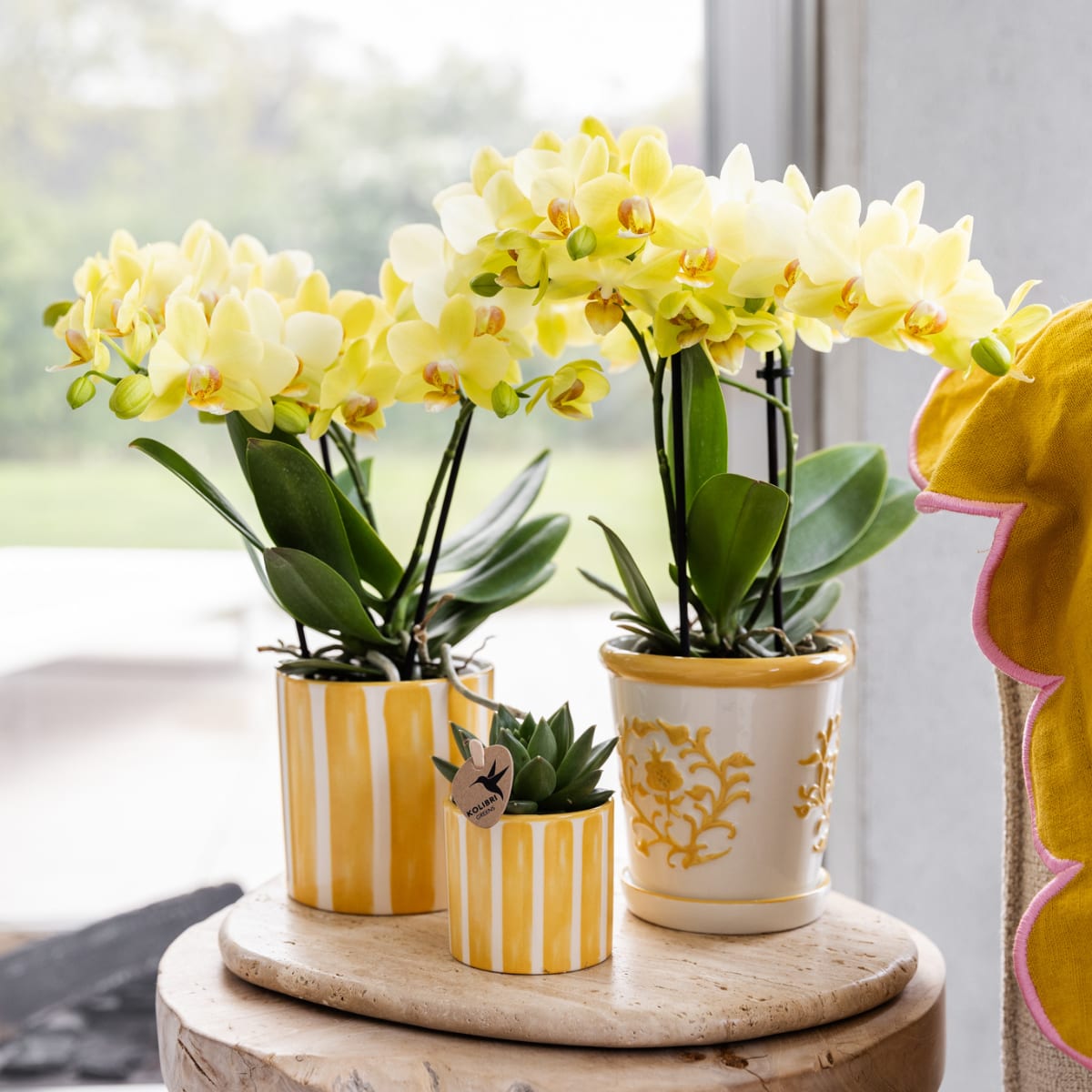 Gelbe Phalaenopsis Orchidee 'Albenga' – Ø9cm – Zimmerpflanze mit 2-3 Blütenstielen – Lange Blütezeit – Pflegeleicht – Direkt vom Züchter-2
