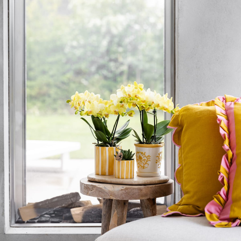 Gelbe Phalaenopsis Orchidee 'Albenga' – Ø9cm – Zimmerpflanze mit 2-3 Blütenstielen – Lange Blütezeit – Pflegeleicht – Direkt vom Züchter-1