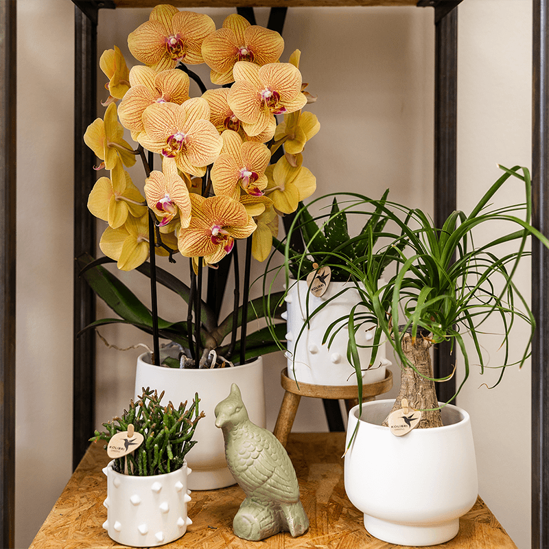 Phalaenopsis Orchidee Sunny Bunny – Ø12cm – Gelb – Rosa blühende Zimmerpflanze – Niagara Fall Kollektion – Blühende Orchidee frisch vom Züchter-1