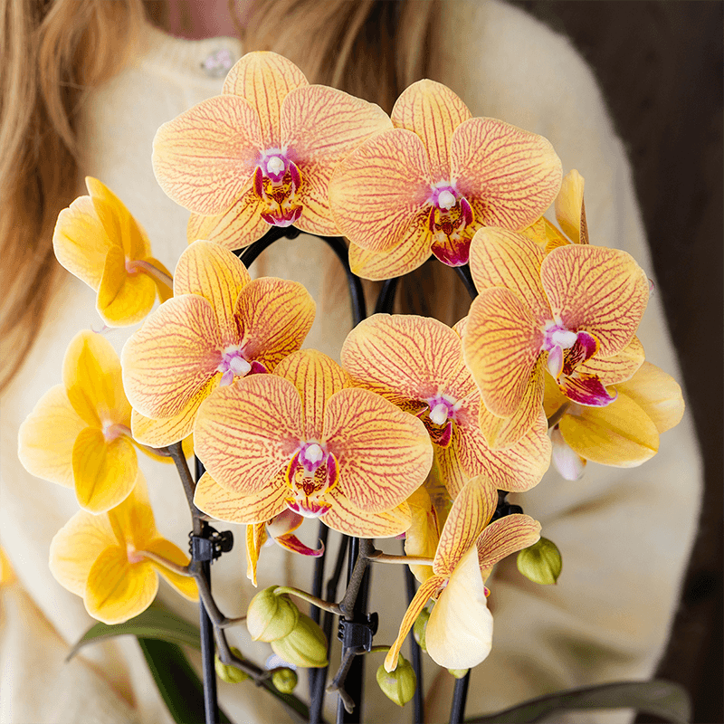 Phalaenopsis Orchidee Sunny Bunny – Ø12cm – Gelb – Rosa blühende Zimmerpflanze – Niagara Fall Kollektion – Blühende Orchidee frisch vom Züchter-4