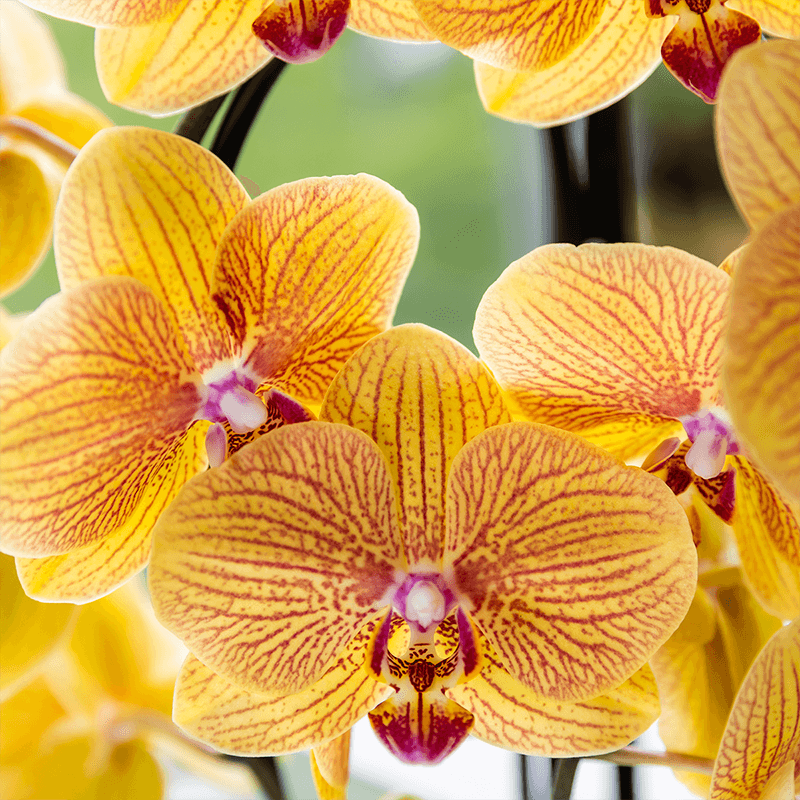 Phalaenopsis Orchidee Sunny Bunny – Ø12cm – Gelb – Rosa blühende Zimmerpflanze – Niagara Fall Kollektion – Blühende Orchidee frisch vom Züchter-3