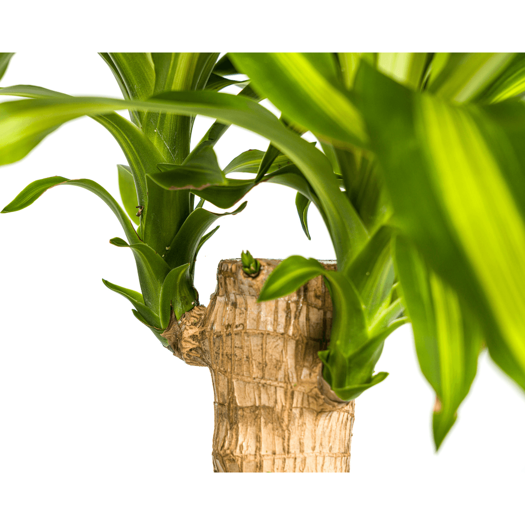 Drachenbaum – Dracaena Fragrans Massangeana – Zimmerpflanze – Tropisches Flair – Luftreinigend – Ø21cm – Höhe 90-110cm – Pflegeleicht