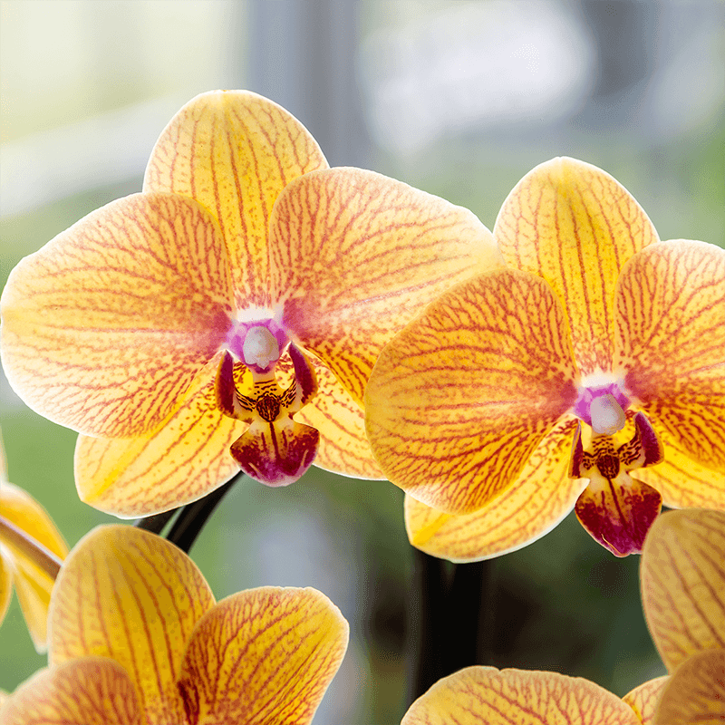 Phalaenopsis Orchidee Sunny Bunny – Ø12cm – Gelb – Rosa blühende Zimmerpflanze – Niagara Fall Kollektion – Blühende Orchidee frisch vom Züchter-2