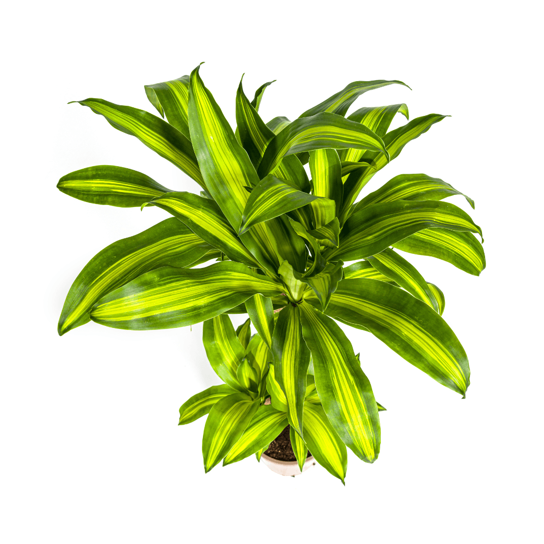 Drachenbaum – Dracaena Fragrans Massangeana – Zimmerpflanze – Tropisches Flair – Luftreinigend – Ø21cm – Höhe 90-110cm – Pflegeleicht