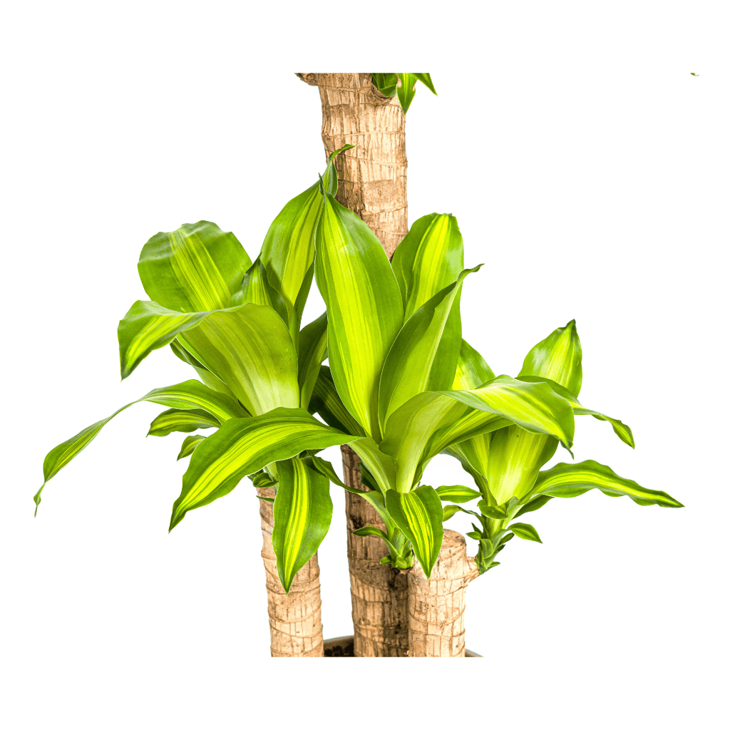 Drachenbaum – Dracaena Fragrans Massangeana – Zimmerpflanze – Tropisches Flair – Luftreinigend – Ø21cm – Höhe 90-110cm – Pflegeleicht