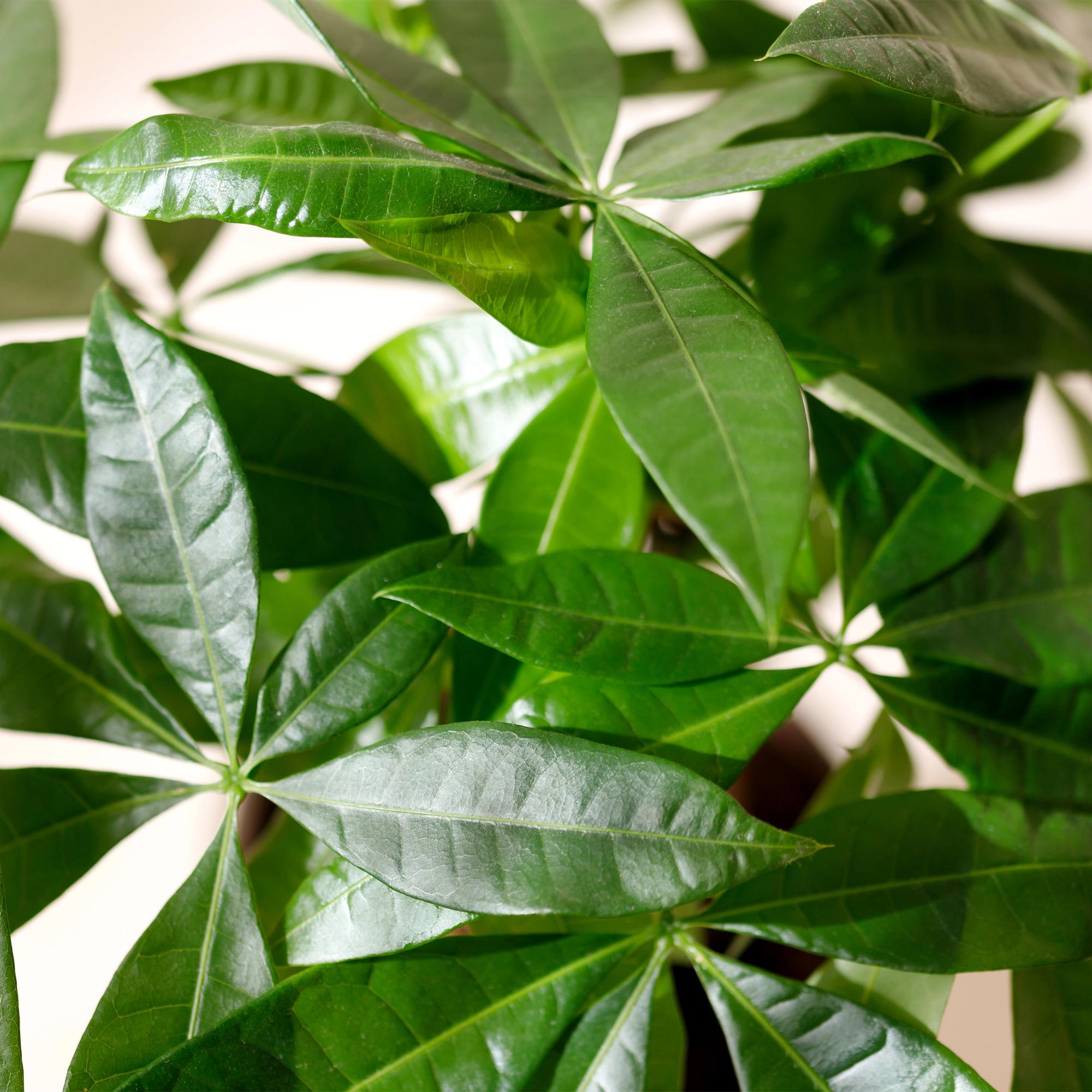 Pachira Aquatica Mehrstamm – 50-55cm – 17cm inkl. Naturkorb – Pflegeleichter Geldbaum-4