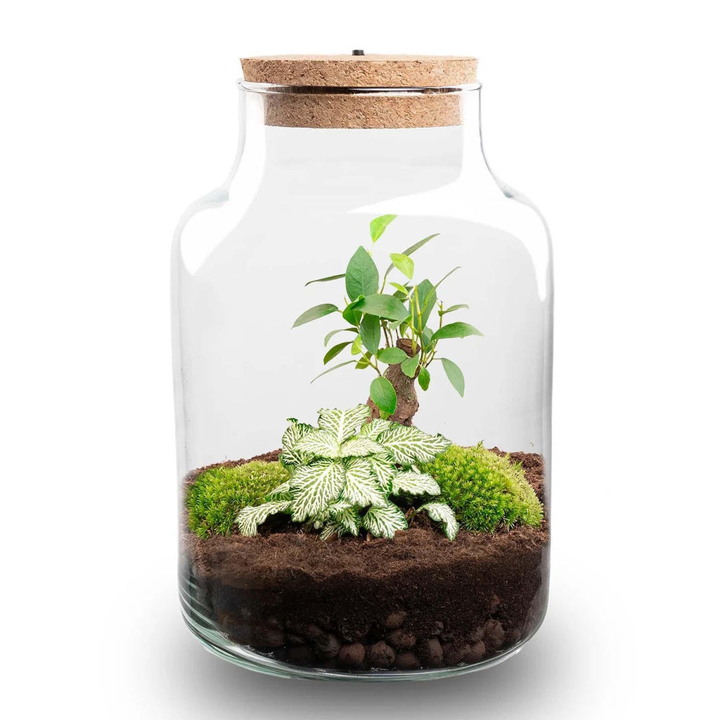 Flaschengarten DIY Bausatz – Terrarium Little Milky mit LED – Kork – Ø17cm x H25cm – Selbstversorgendes Mini – Ökosystem-2