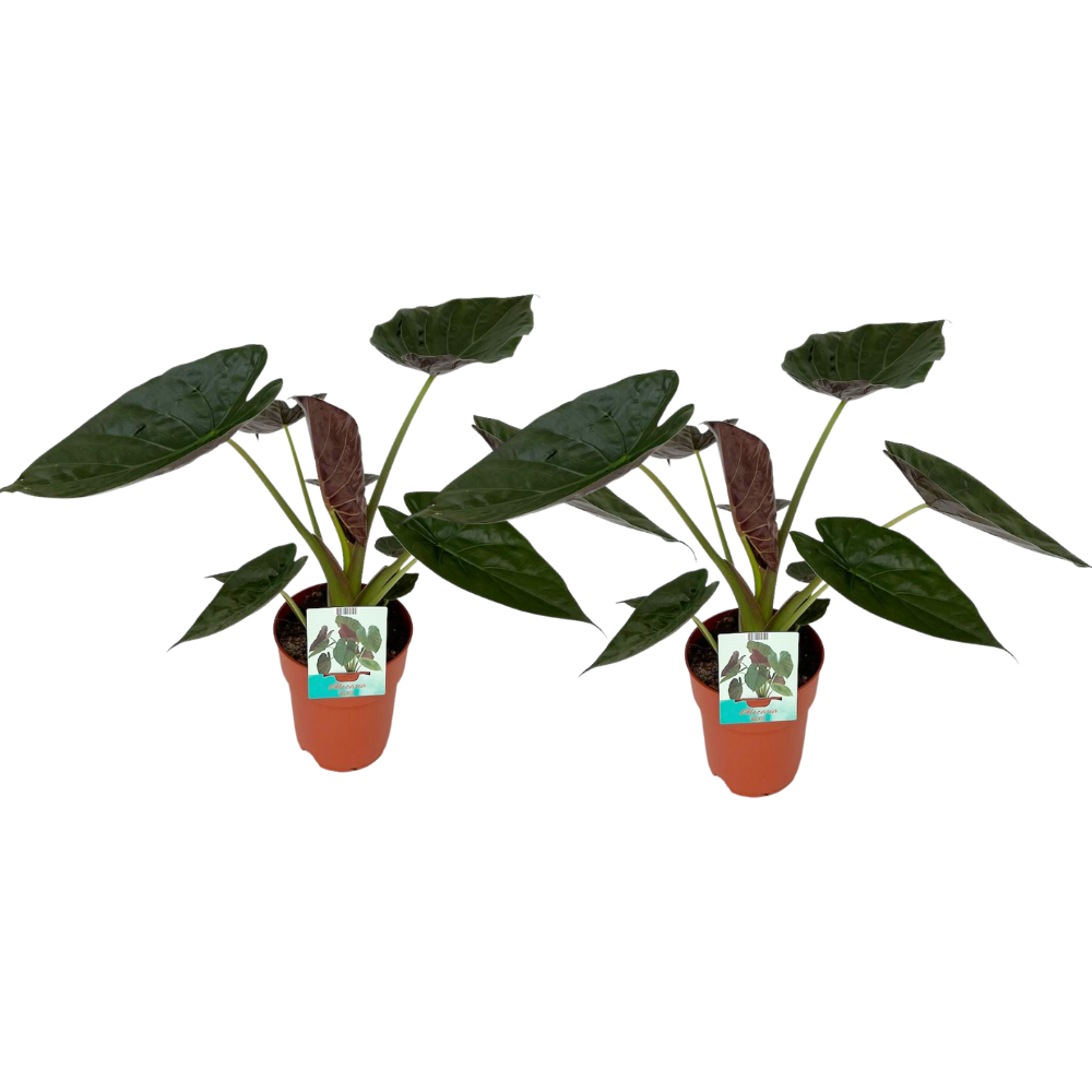 Elefantenohr Alocasia Wentii – Zimmerpflanze Ø19cm 85cm hoch – 2 Pflanzen-0