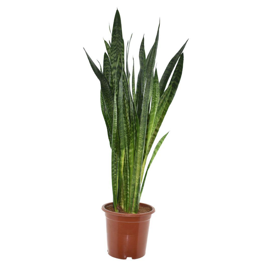 Sansevieria Zeylanica – Ø27cm ↕120cm – große pflegeleichte Zimmerpflanze Bogenhanf mit dekorativen grünen Blättern für Wohnzimmer Büro & Flur