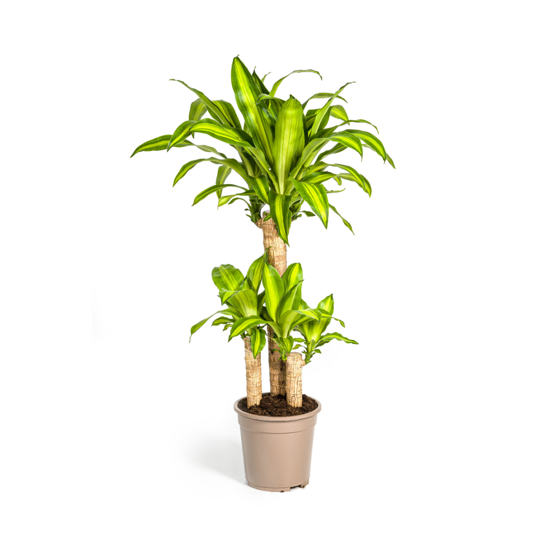 Drachenbaum – Dracaena Fragrans Massangeana – Zimmerpflanze – Tropisches Flair – Luftreinigend – Ø21cm – Höhe 90-110cm – Pflegeleicht