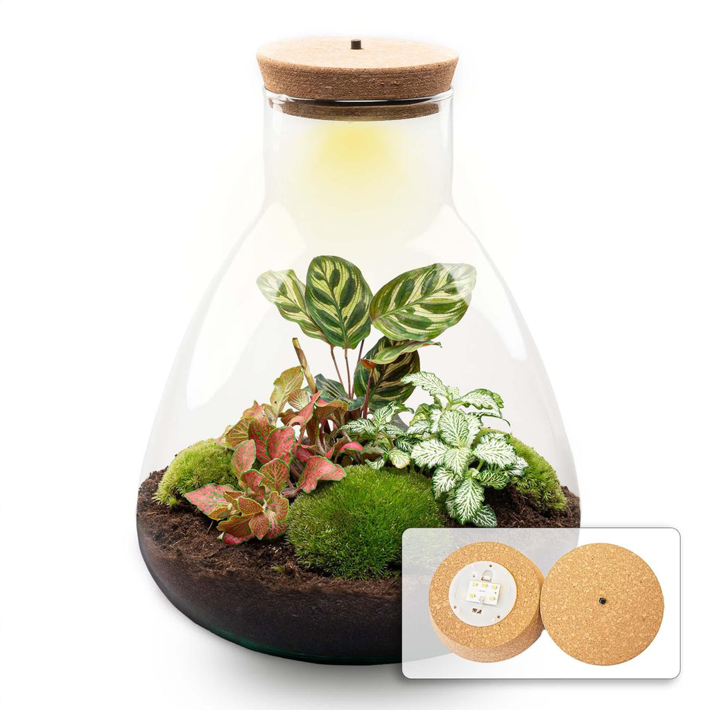 Flaschengarten Sam Calathea mit LED – DIY Bausatz Terrarium – ↕30cm – Do It Yourself Pflanzen – Set – Autarkes Mini – Ökosystem-1