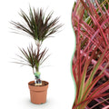 Dracaena Magenta – Drachenbaum – 21cm – Höhe 90-100cm – Pflegeleichte rot – grüne Zimmerpflanze mit dekorativen Stämmen für Wohnzimmer und Büro