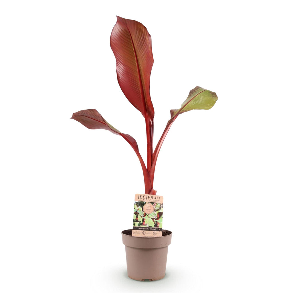 Musa Ensete Maurelli – Rote Zierbanane – Tropische Bananenpflanze mit rot-grünen Blättern – Topf 21cm ↕70-90cm-1