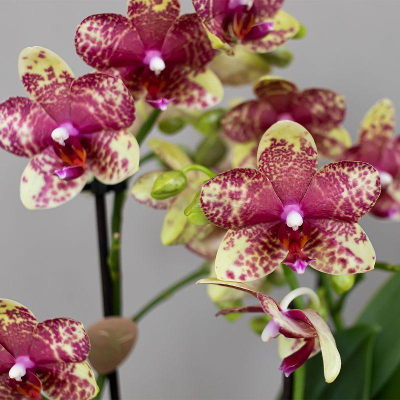 Orange – Gelbe Phalaenopsis Orchidee – Grosseto – Ø9cm – Exotische Blühende Zimmerpflanze mit 2-3 kräftigen Trieben-2
