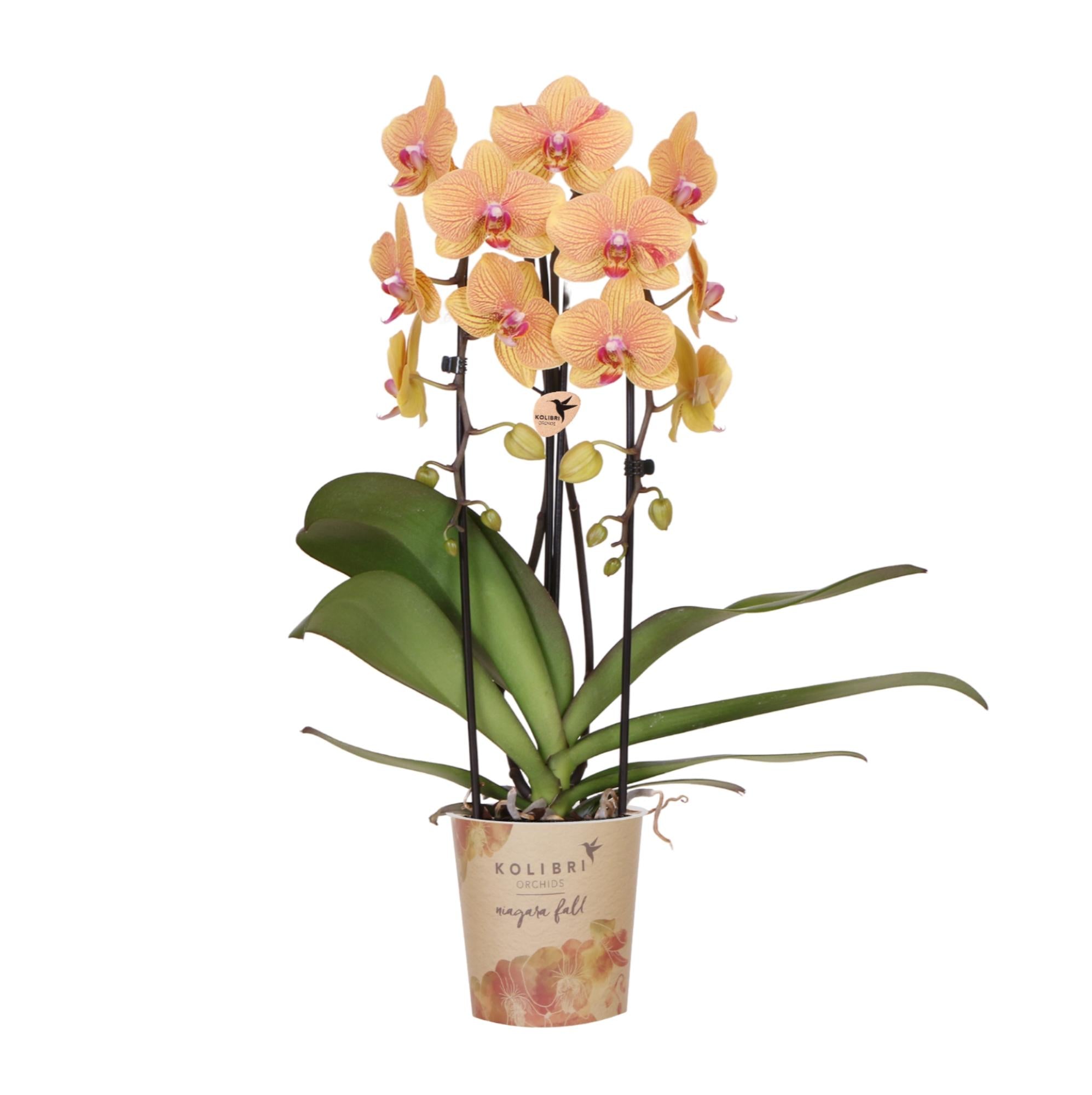 Phalaenopsis Orchidee Sunny Bunny – Ø12cm – Gelb – Rosa blühende Zimmerpflanze – Niagara Fall Kollektion – Blühende Orchidee frisch vom Züchter-0