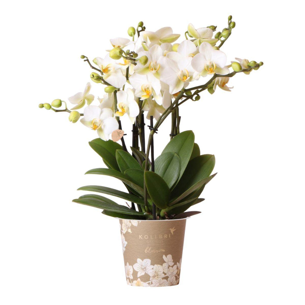 Phalaenopsis Orchidee Lausanne – Weiß – Ø12cm – 2-3 Zweige – Elegante Zimmerpflanze mit vielen Blüten – Für Wohnzimmer, Büro & Bad-0