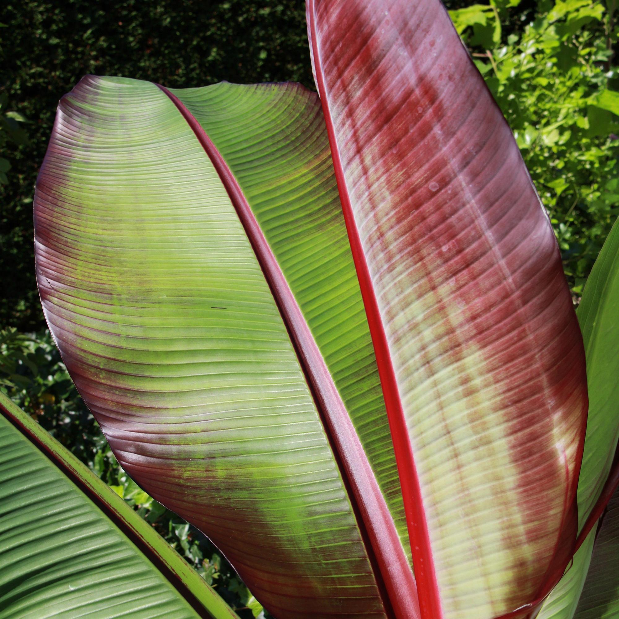 Musa Ensete Maurelli – Rote Zierbanane – Tropische Bananenpflanze mit rot-grünen Blättern – Topf 21cm ↕70-90cm-3