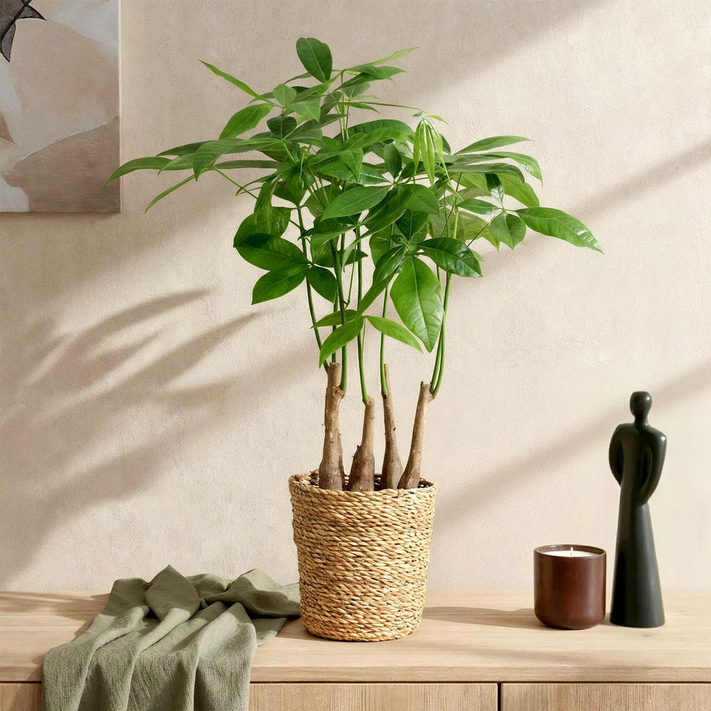 Pachira Aquatica Mehrstamm – 50-55cm – 17cm inkl. Naturkorb – Pflegeleichter Geldbaum-3