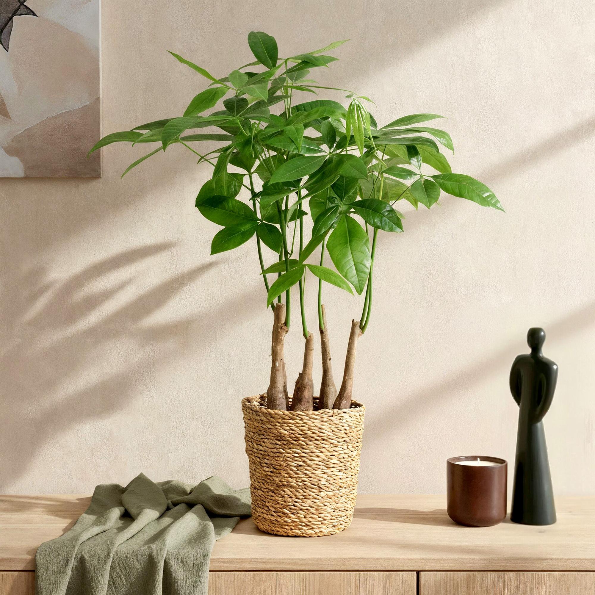 Pachira Aquatica Mehrstamm – 50-55cm – 17cm inkl. Naturkorb – Pflegeleichter Geldbaum-3