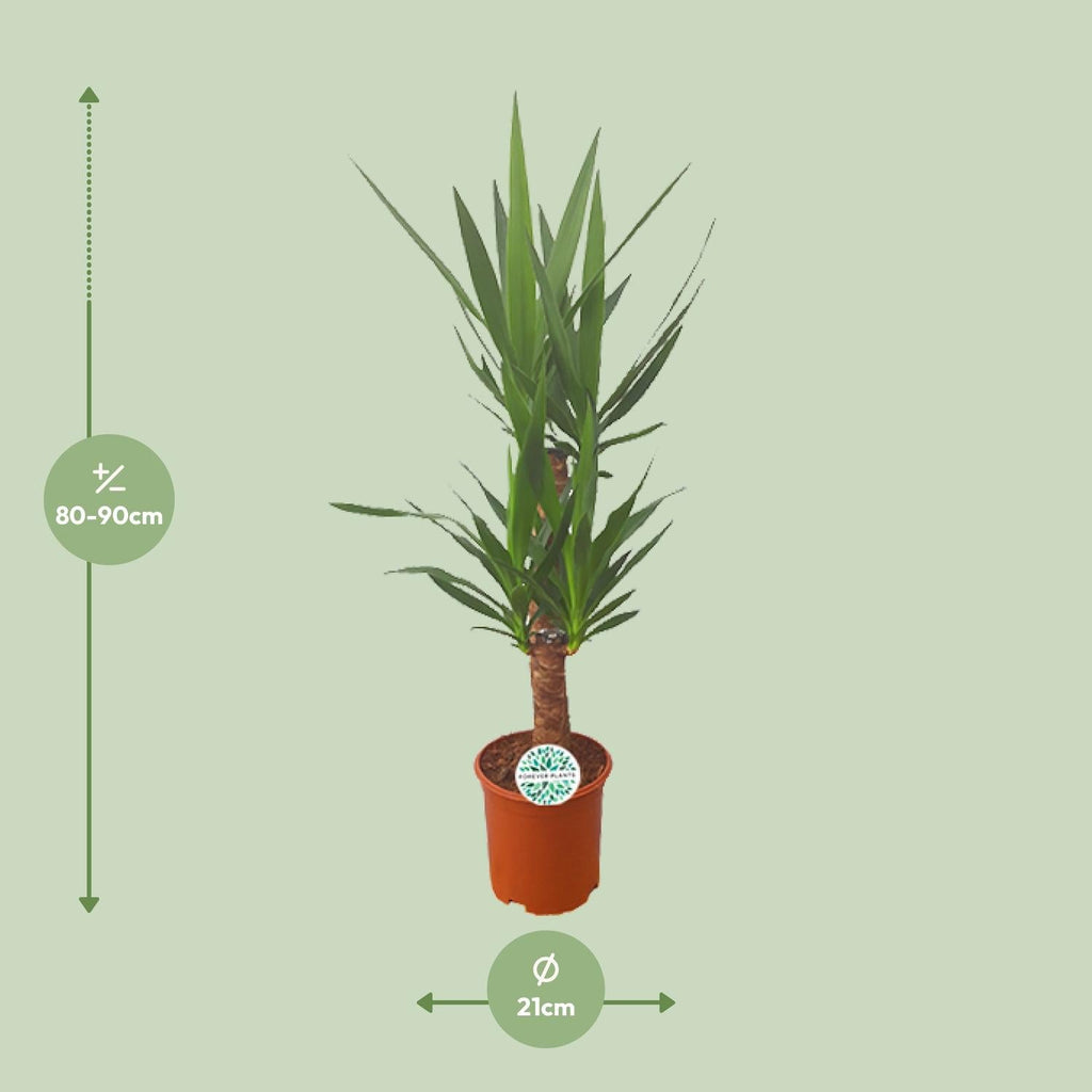 Palmlilie Yucca – 90cm Ø21cm – Pflegeleichte Zimmerpflanze mit schwertförmigen Blättern – Robuste Grünpflanze für helle & halbschattige Standorte-1
