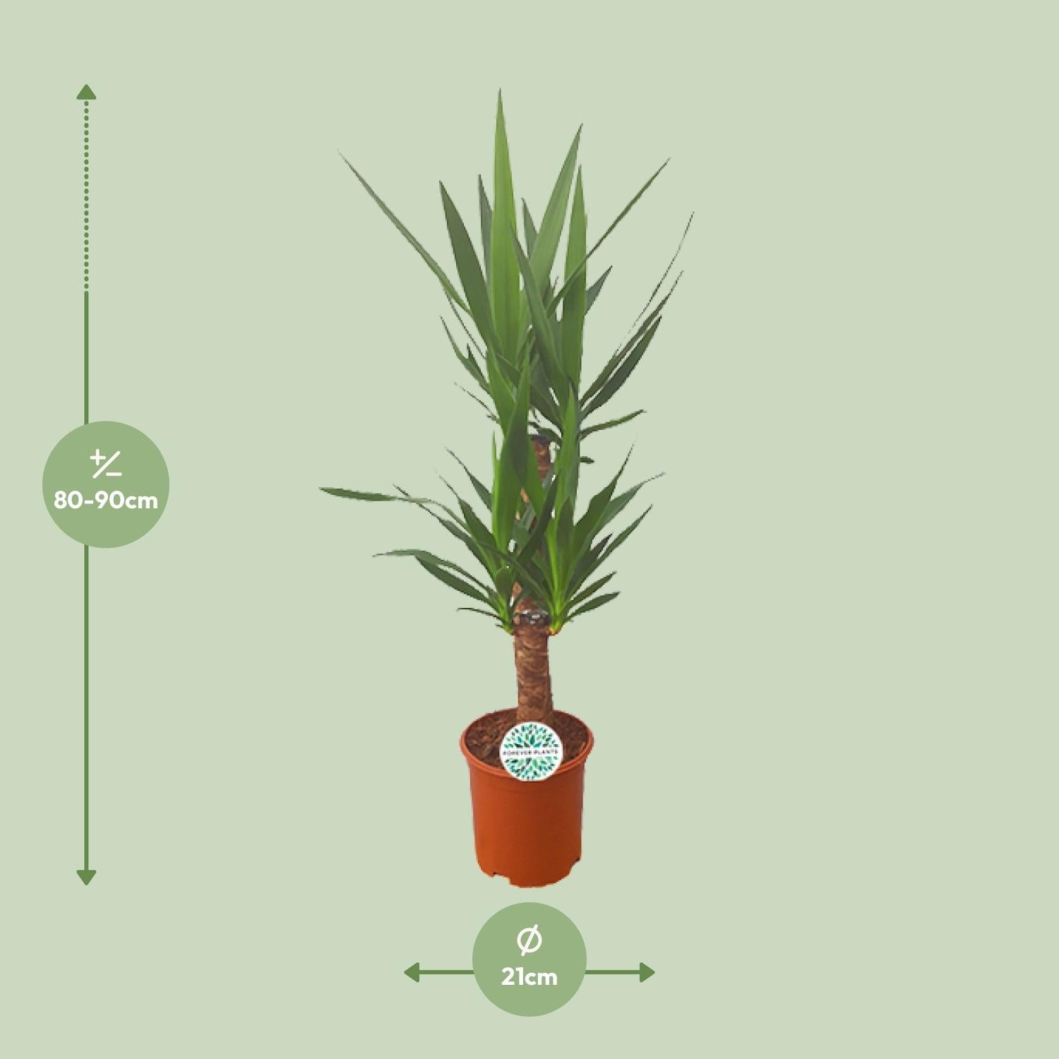 Palmlilie Yucca – 90cm Ø21cm – Pflegeleichte Zimmerpflanze mit schwertförmigen Blättern – Robuste Grünpflanze für helle & halbschattige Standorte-1
