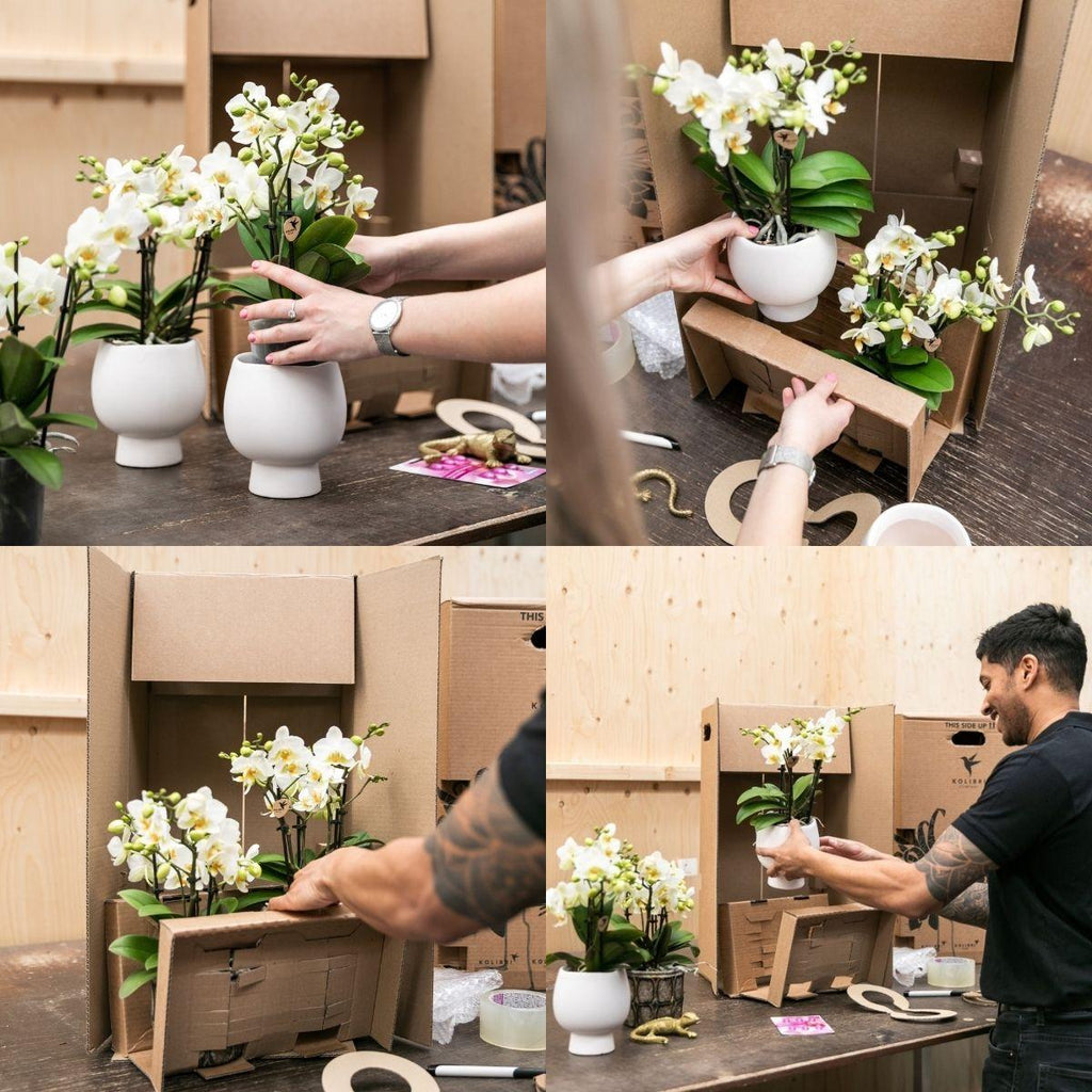 Orange Orchideen-Set im Baumwollkorb – 3 Orchideen Las Vegas Ø12cm Mit autarkem Wassertank & Dochtsystem Rhipsalis & Tillandsie Pflegeleicht & dekorativ-1