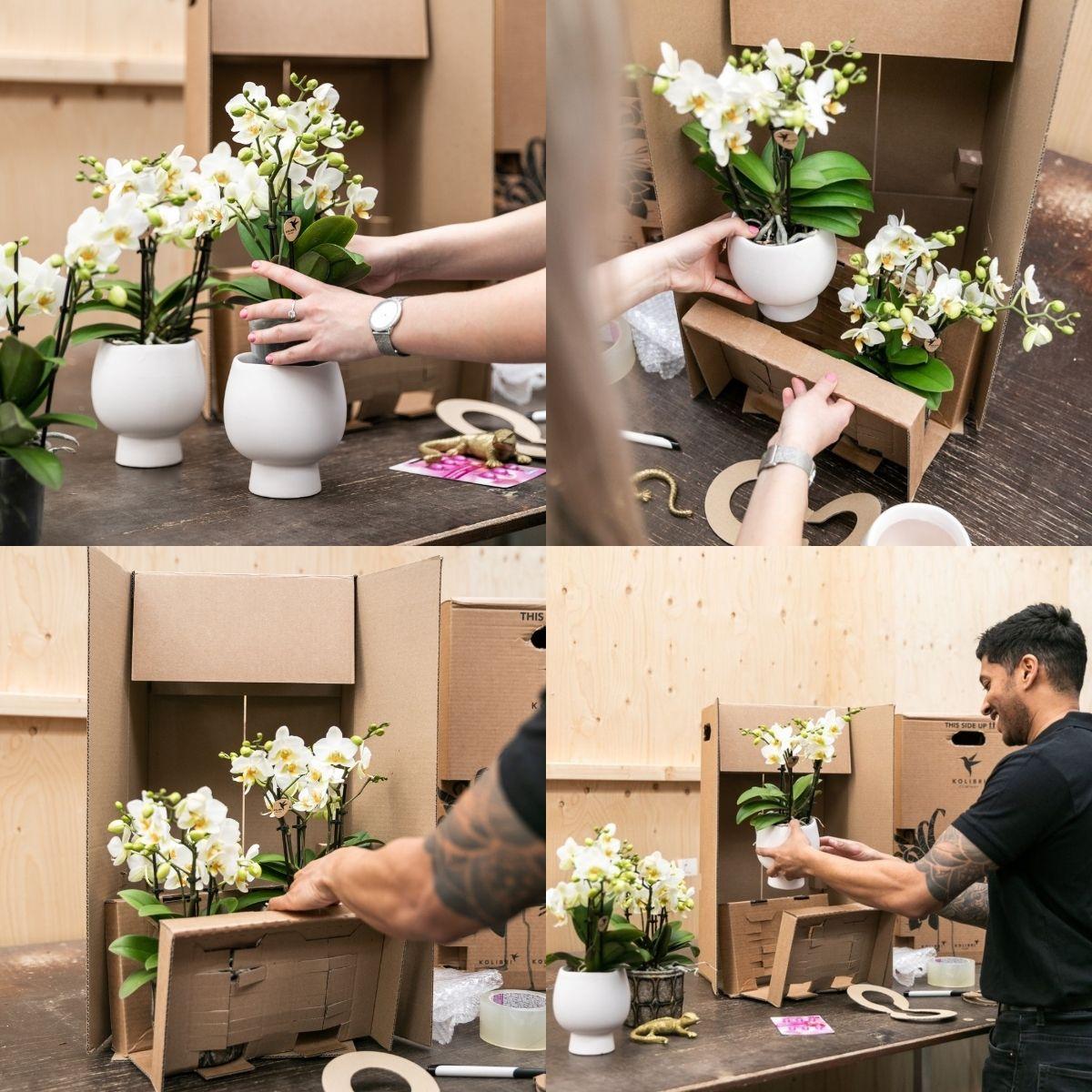 Orange Orchideen-Set im Baumwollkorb – 3 Orchideen Las Vegas Ø12cm Mit autarkem Wassertank & Dochtsystem Rhipsalis & Tillandsie Pflegeleicht & dekorativ-1