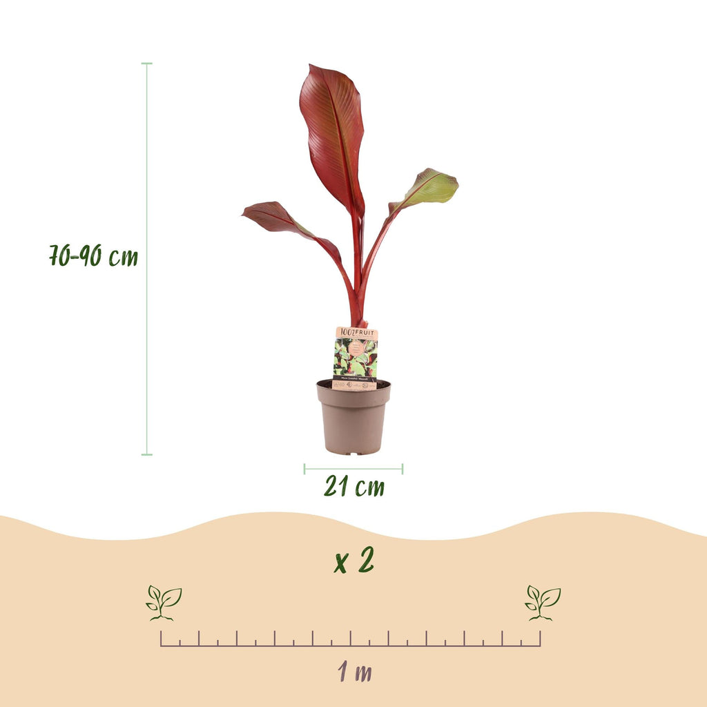 Musa Ensete Maurelli – Rote Zierbanane – Tropische Bananenpflanze mit rot-grünen Blättern – Topf 21cm ↕70-90cm-2