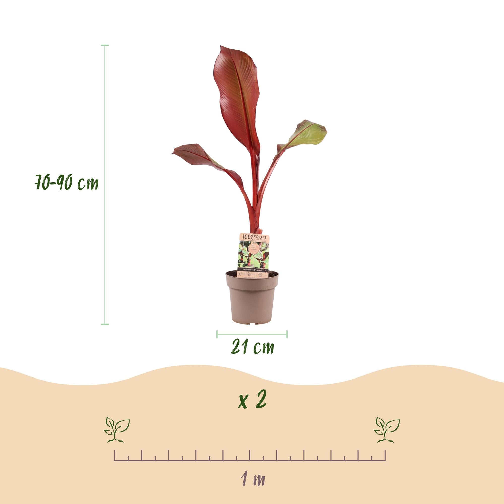 Musa Ensete Maurelli – Rote Zierbanane – Tropische Bananenpflanze mit rot-grünen Blättern – Topf 21cm ↕70-90cm-2
