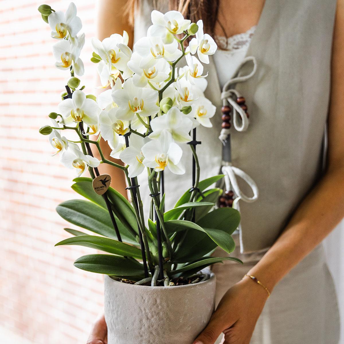 Phalaenopsis Orchidee Lausanne – Weiß – Ø12cm – 2-3 Zweige – Elegante Zimmerpflanze mit vielen Blüten – Für Wohnzimmer, Büro & Bad-2