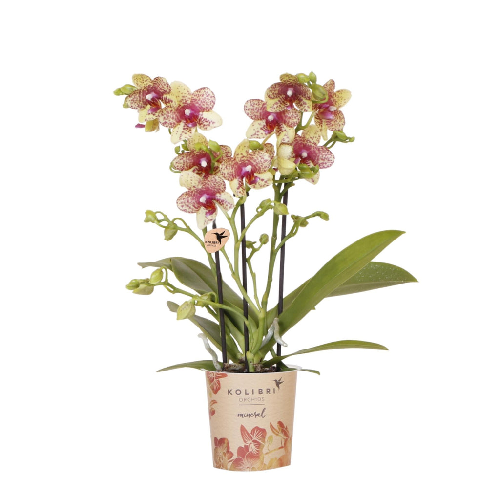 Orange – Gelbe Phalaenopsis Orchidee – Grosseto – Ø9cm – Exotische Blühende Zimmerpflanze mit 2-3 kräftigen Trieben-0
