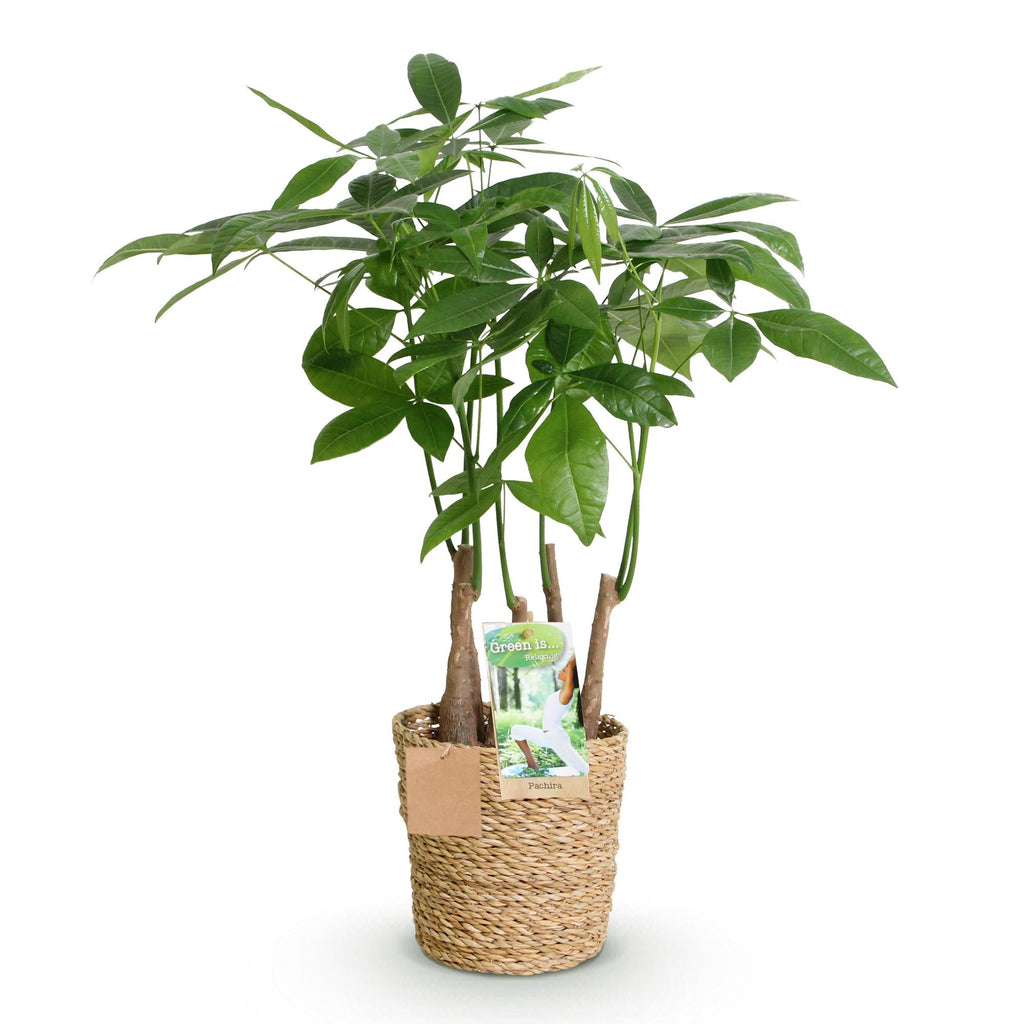 Pachira Aquatica Mehrstamm – 50-55cm – 17cm inkl. Naturkorb – Pflegeleichter Geldbaum-0