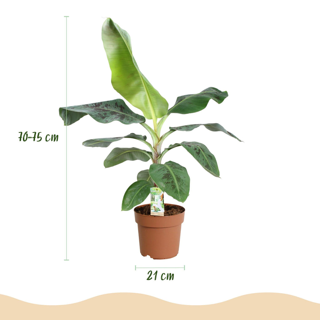 Bananenpflanze Musa acuminata Dwarf Cavendish – 70-75cm – 21cm – pflegeleicht-2