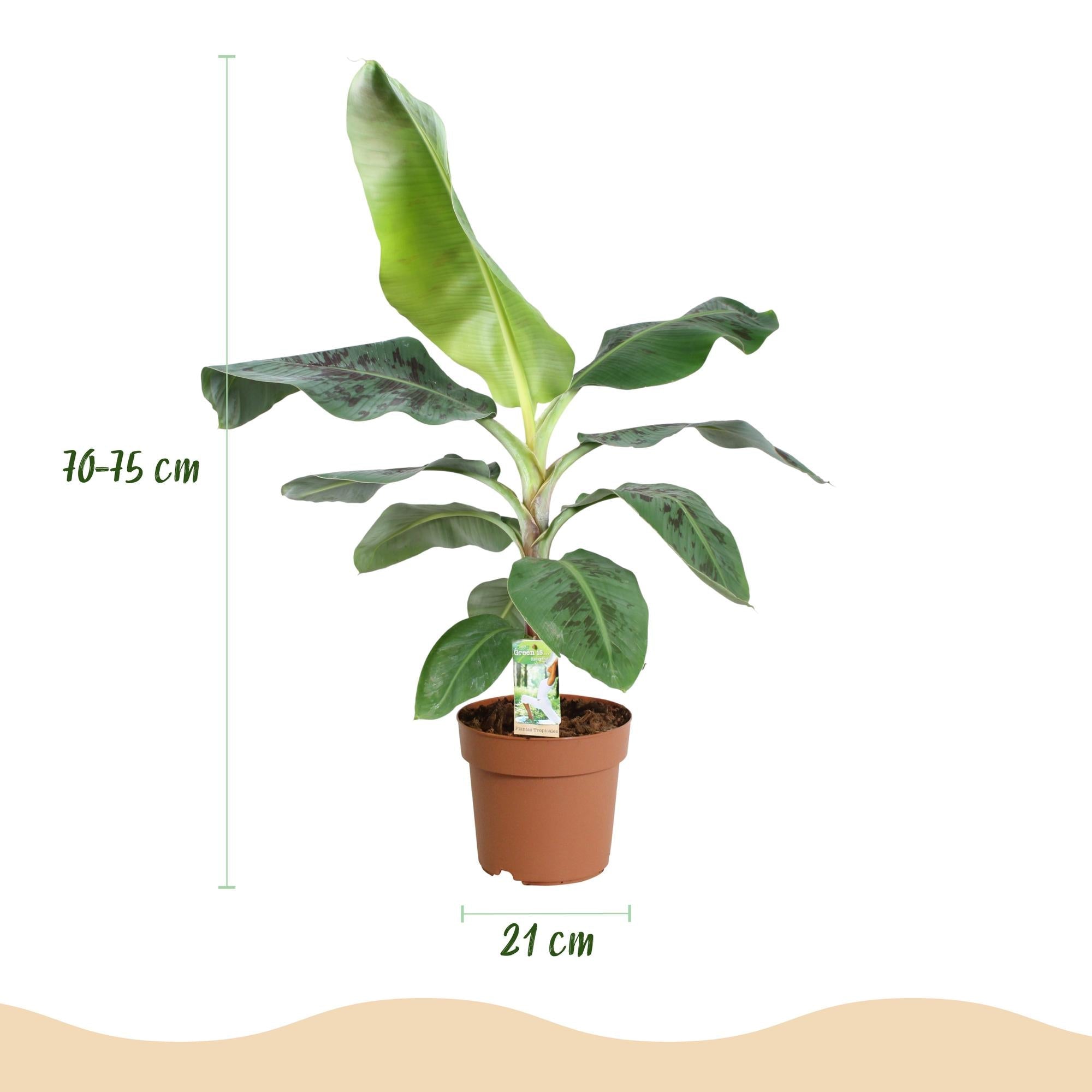 Bananenpflanze Musa acuminata Dwarf Cavendish – 70-75cm – 21cm – pflegeleicht-2