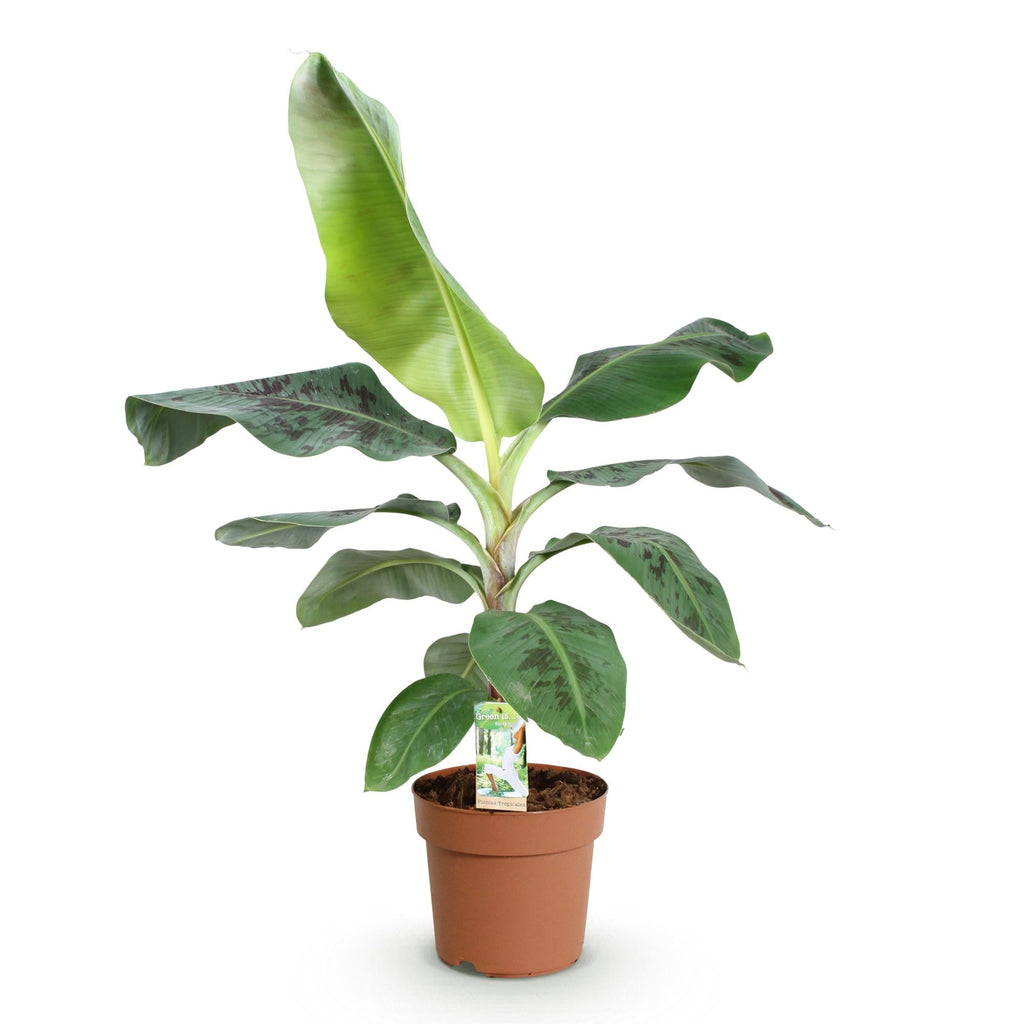 Bananenpflanze Musa acuminata Dwarf Cavendish – 70-75cm – 21cm – pflegeleicht-0