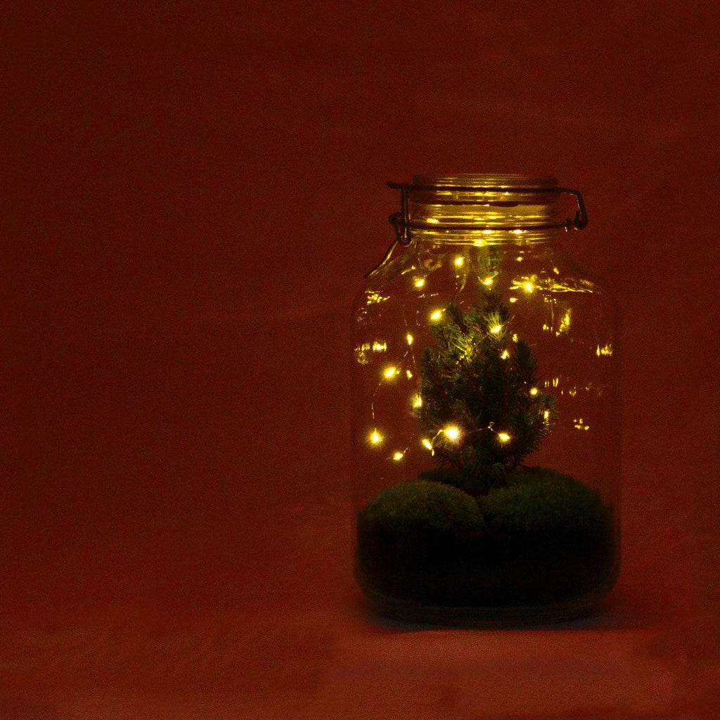 Flaschengarten Christmas – DIY Bausatz Terrarium – ↕28cm – Do – It – Yourself Weihnachts – Terrarium – Mit Mini – Weihnachtsbaum & Moos-3