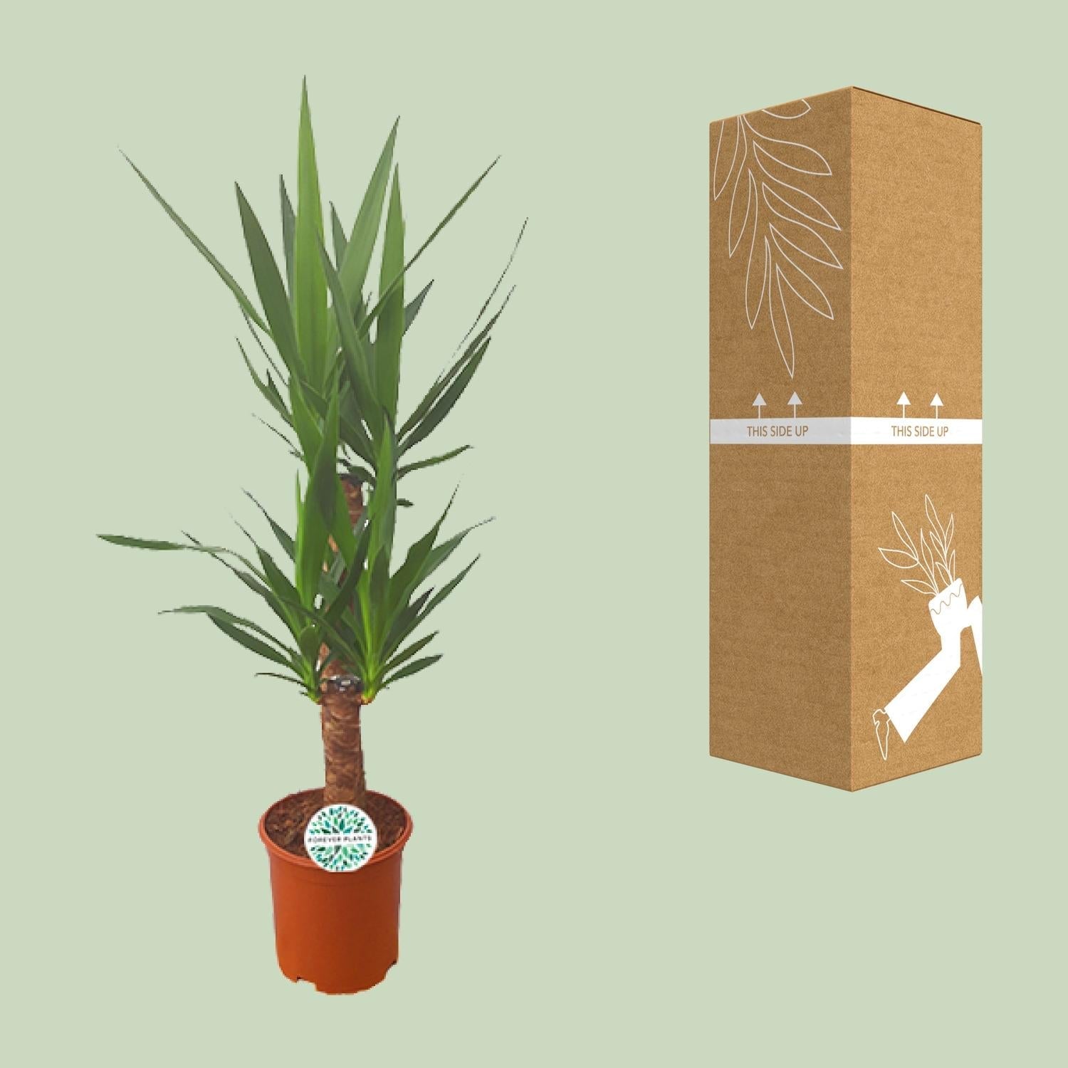 Palmlilie Yucca – 90cm Ø21cm – Pflegeleichte Zimmerpflanze mit schwertförmigen Blättern – Robuste Grünpflanze für helle & halbschattige Standorte-2