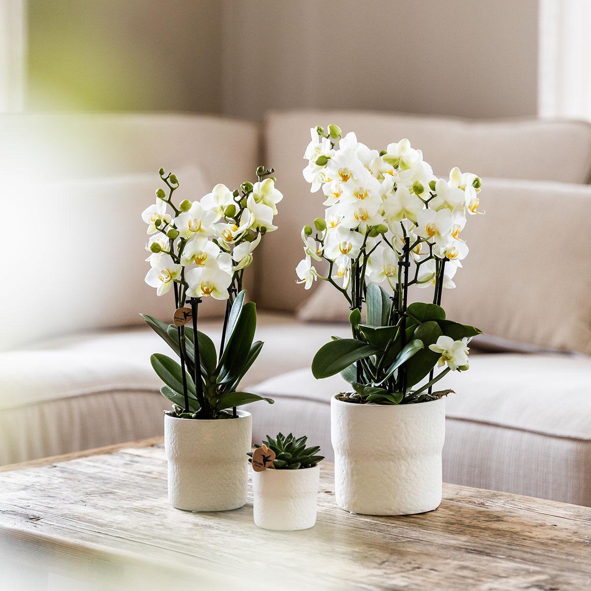 Phalaenopsis Orchidee Lausanne – Weiß – Ø12cm – 2-3 Zweige – Elegante Zimmerpflanze mit vielen Blüten – Für Wohnzimmer, Büro & Bad-3