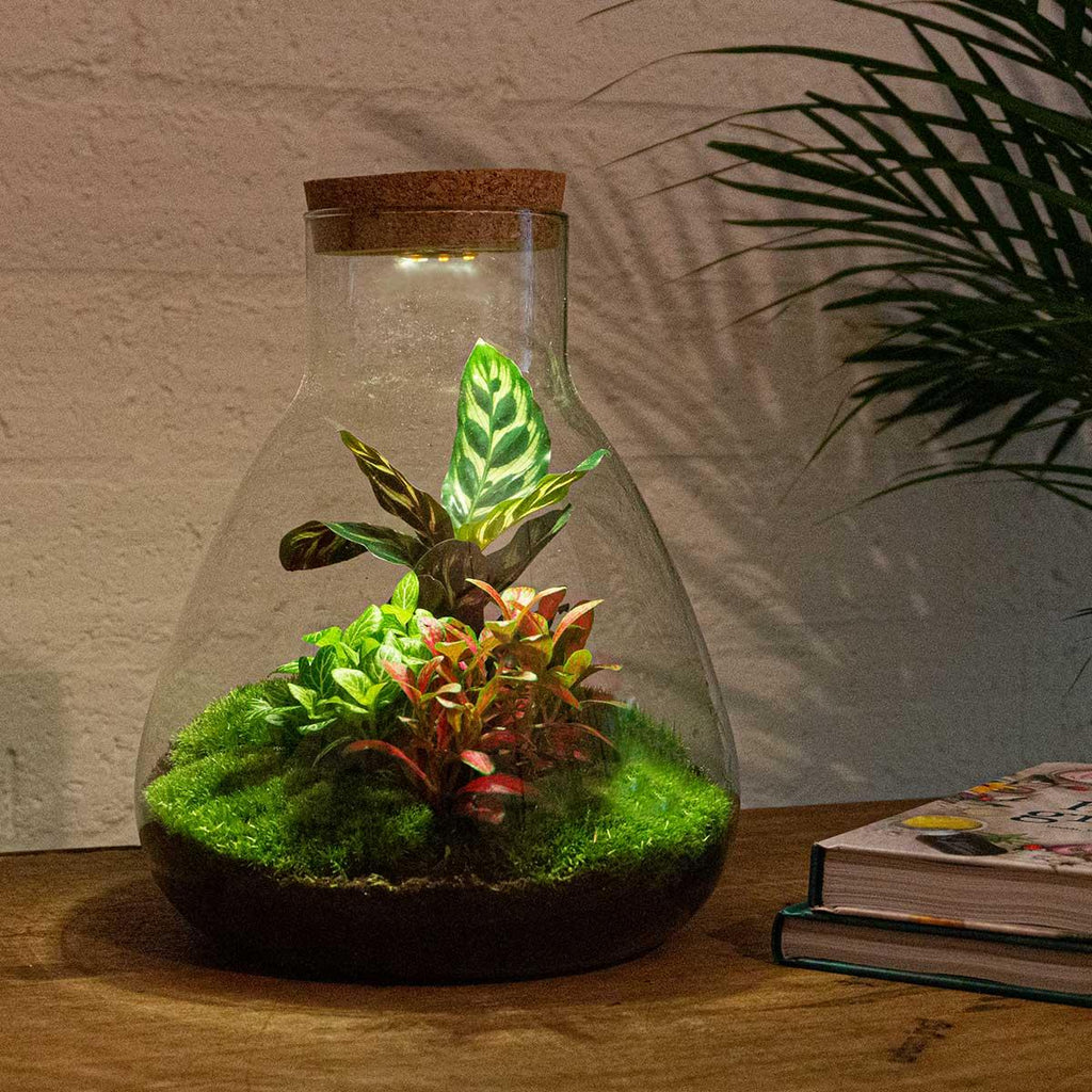 Flaschengarten Sam Calathea mit LED – DIY Bausatz Terrarium – ↕30cm – Do It Yourself Pflanzen – Set – Autarkes Mini – Ökosystem-3