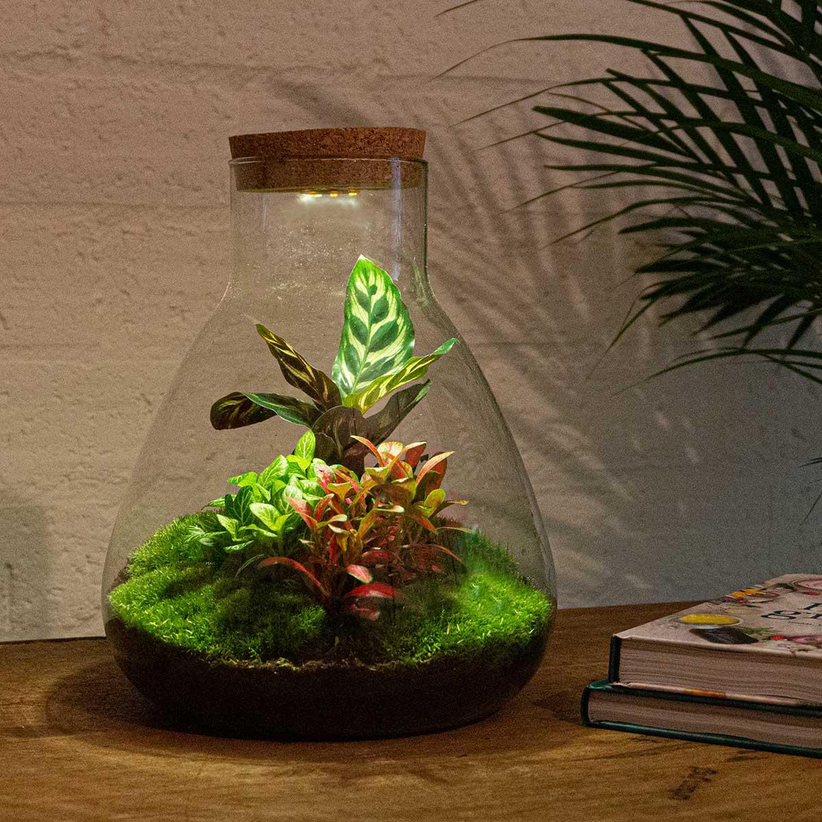 Flaschengarten Sam Calathea mit LED – DIY Bausatz Terrarium – ↕30cm – Do It Yourself Pflanzen – Set – Autarkes Mini – Ökosystem-3