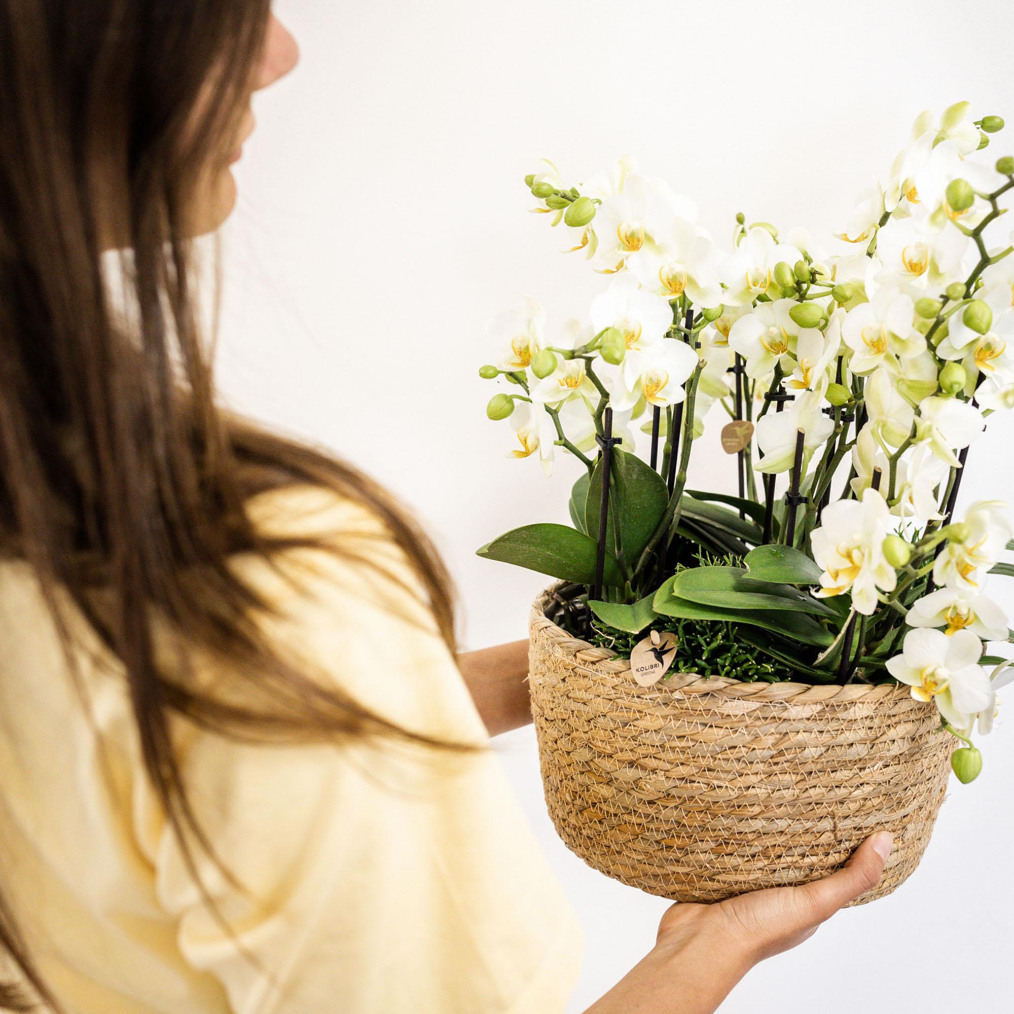 Phalaenopsis Orchidee Lausanne – Weiß – Ø12cm – 2-3 Zweige – Elegante Zimmerpflanze mit vielen Blüten – Für Wohnzimmer, Büro & Bad-4