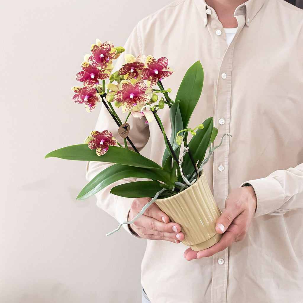 Orange – Gelbe Phalaenopsis Orchidee – Grosseto – Ø9cm – Exotische Blühende Zimmerpflanze mit 2-3 kräftigen Trieben-3